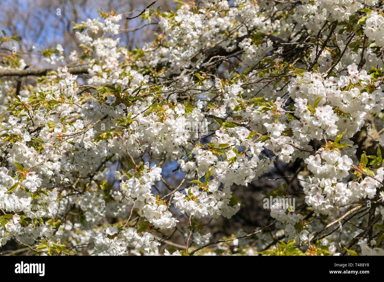 Close up of Prunus Shirotae a white flowering cherry tree blossoming in an English garden in spring, England, UK Stock Photo