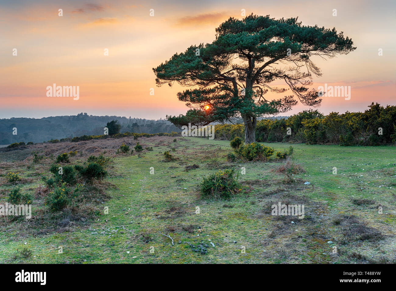 Sunset over a lone pine tree at Bratley View in the New Forest National Park in Hampshire Stock Photo
