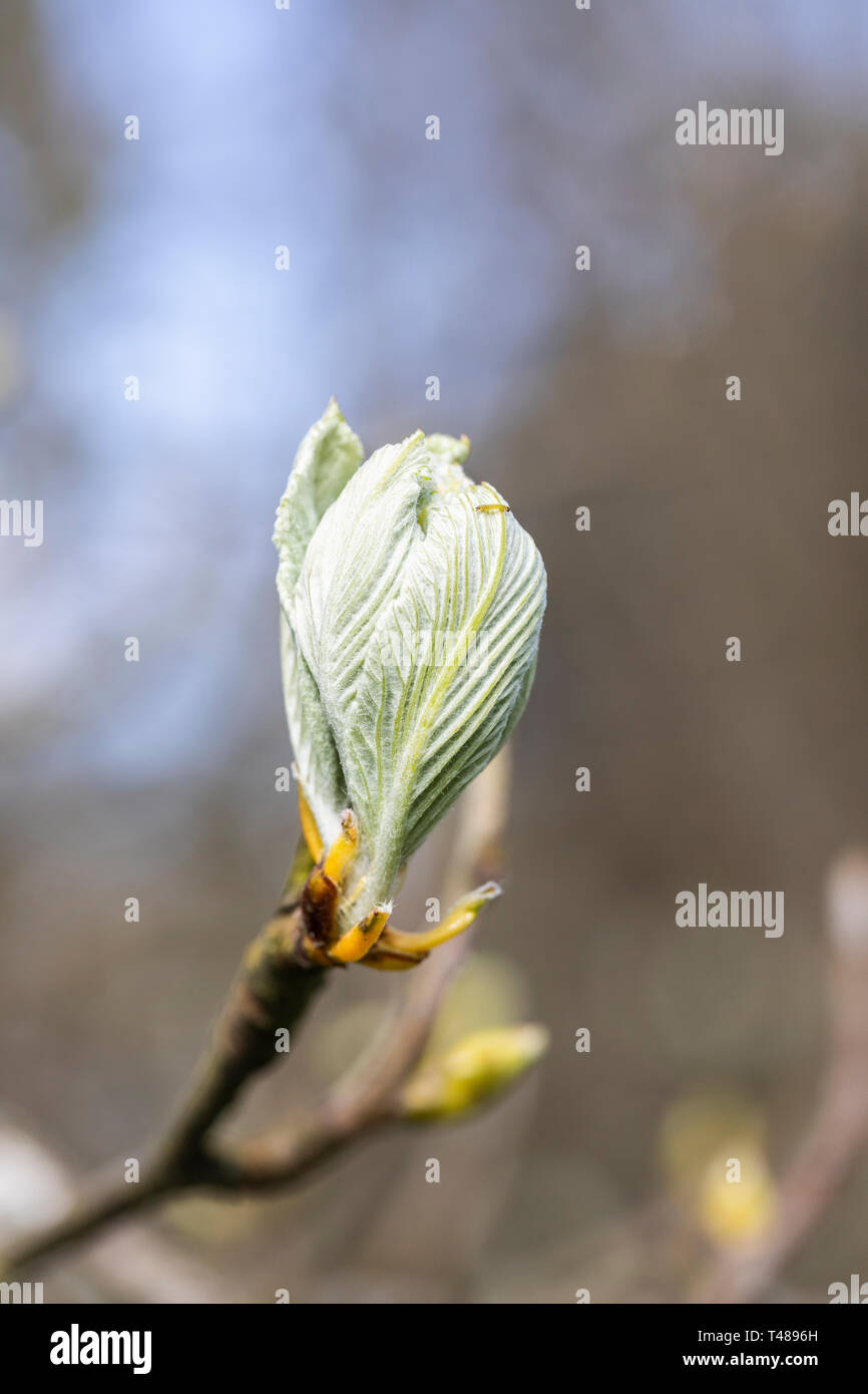 Close up of Sorbus Aria - Whitebeam new spring leaves - UK Stock Photo