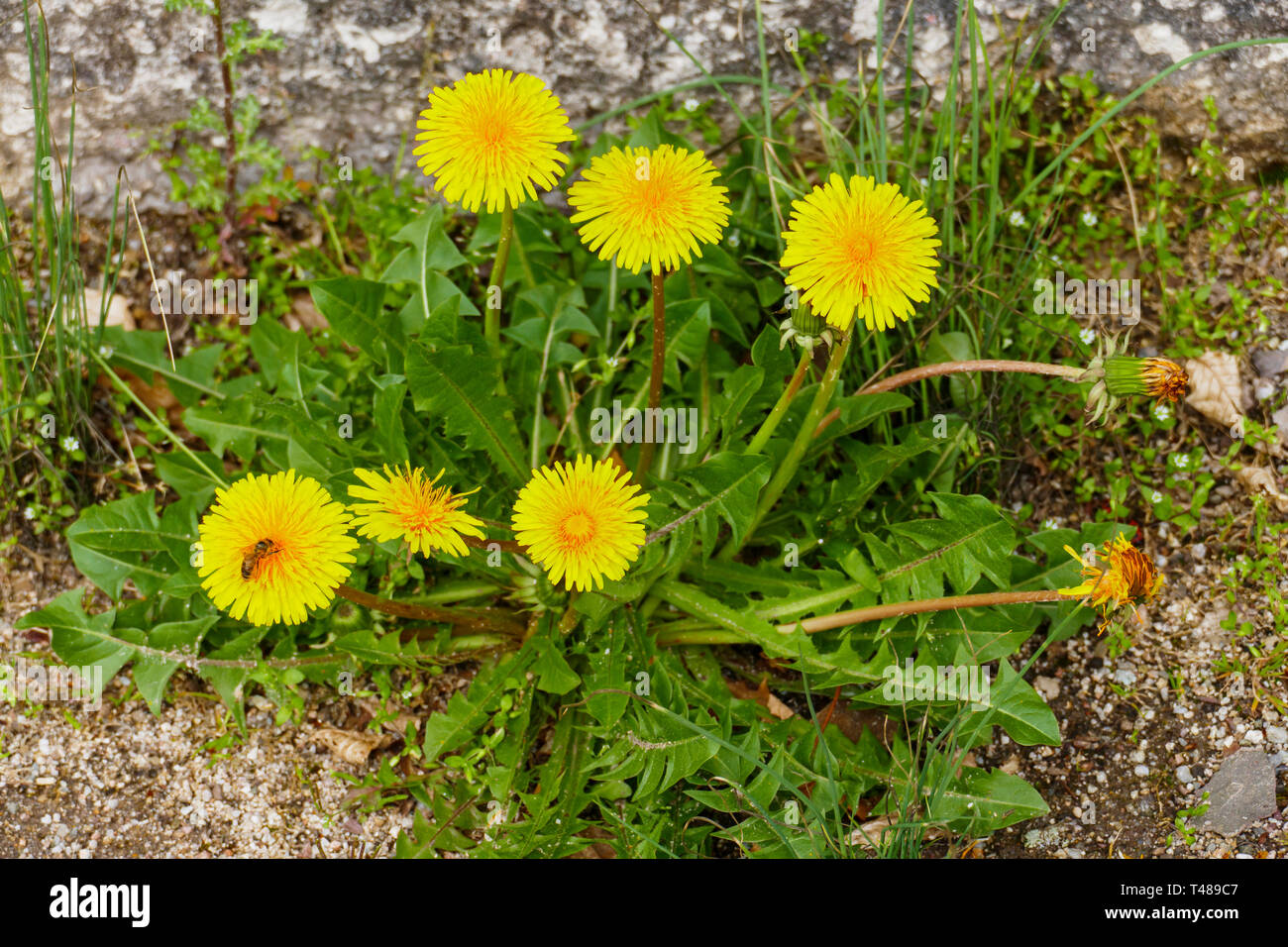 Löwenzahn mit gelber Blüte und grünen Blättern Stock Photo Alamy