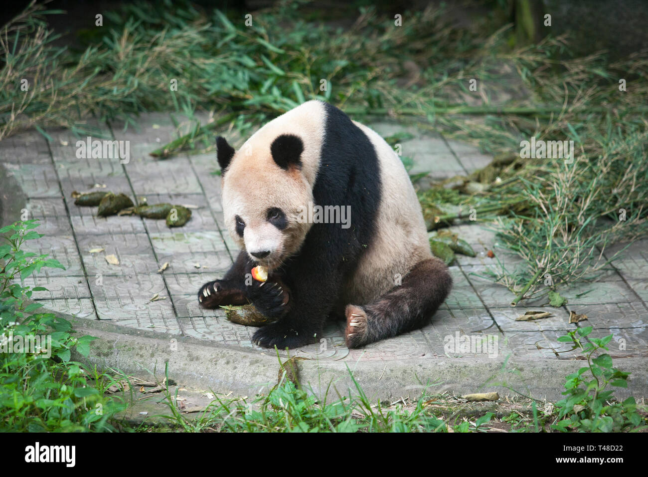 Panda at Chongqing Zoo, Chongqing, China Stock Photo - Alamy