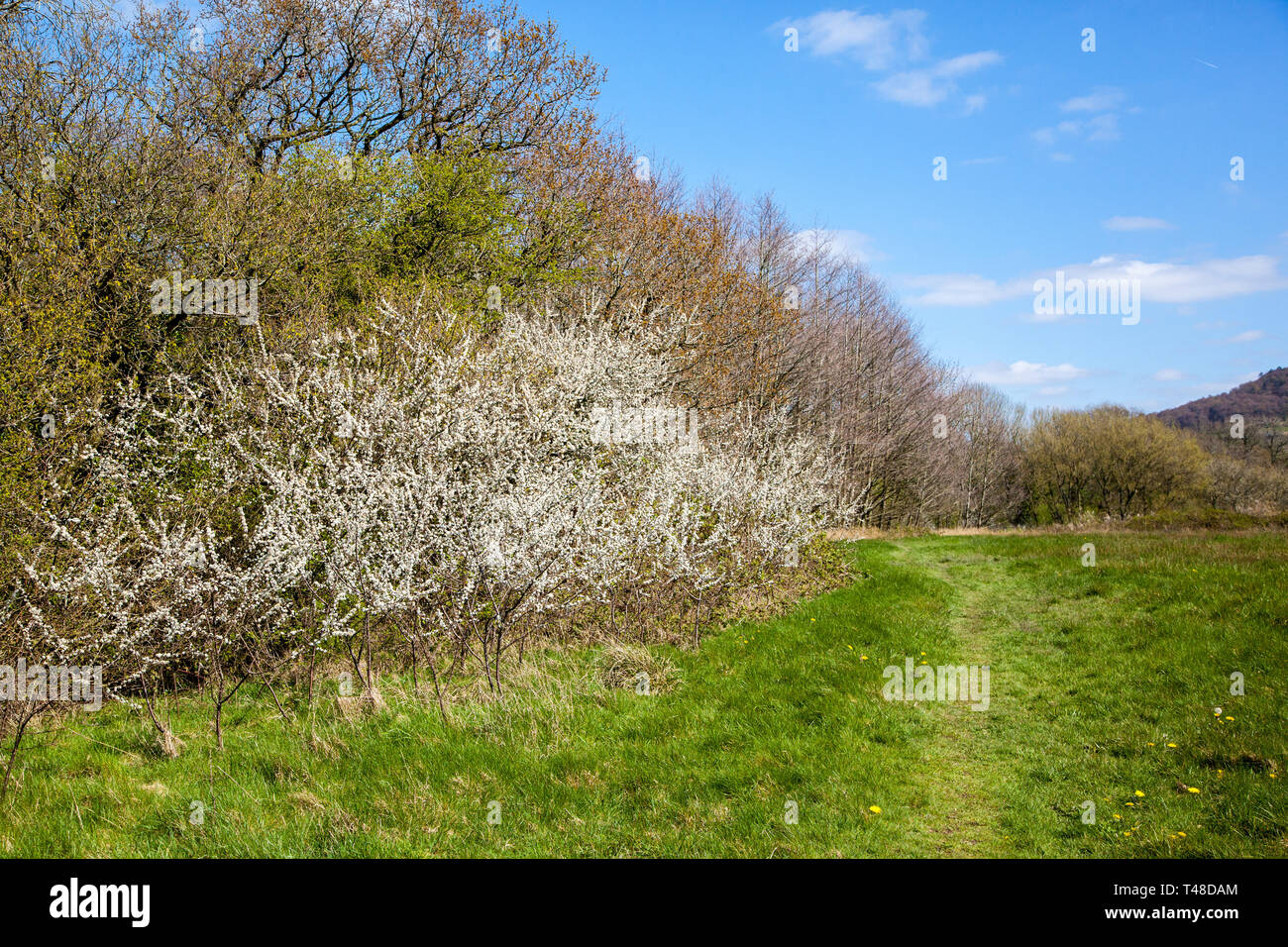 Blackthorn  Prunus spinosa thicket growing in a hedgerow in the English Countryside near Congleton Cheshire England UK Stock Photo