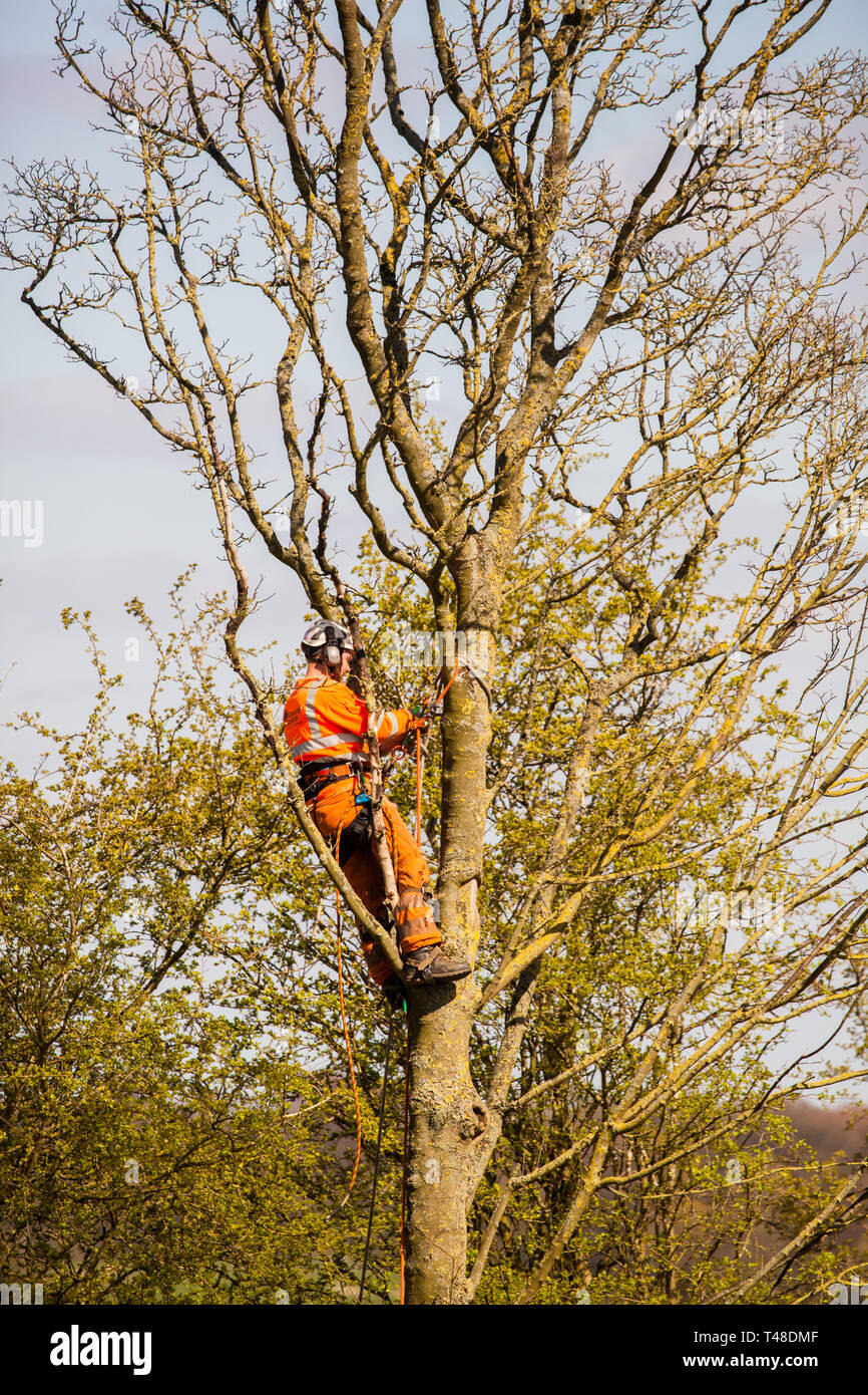 Tree surgeon at work up a tree wearing full safety clothing sawing branches of a tree Stock Photo