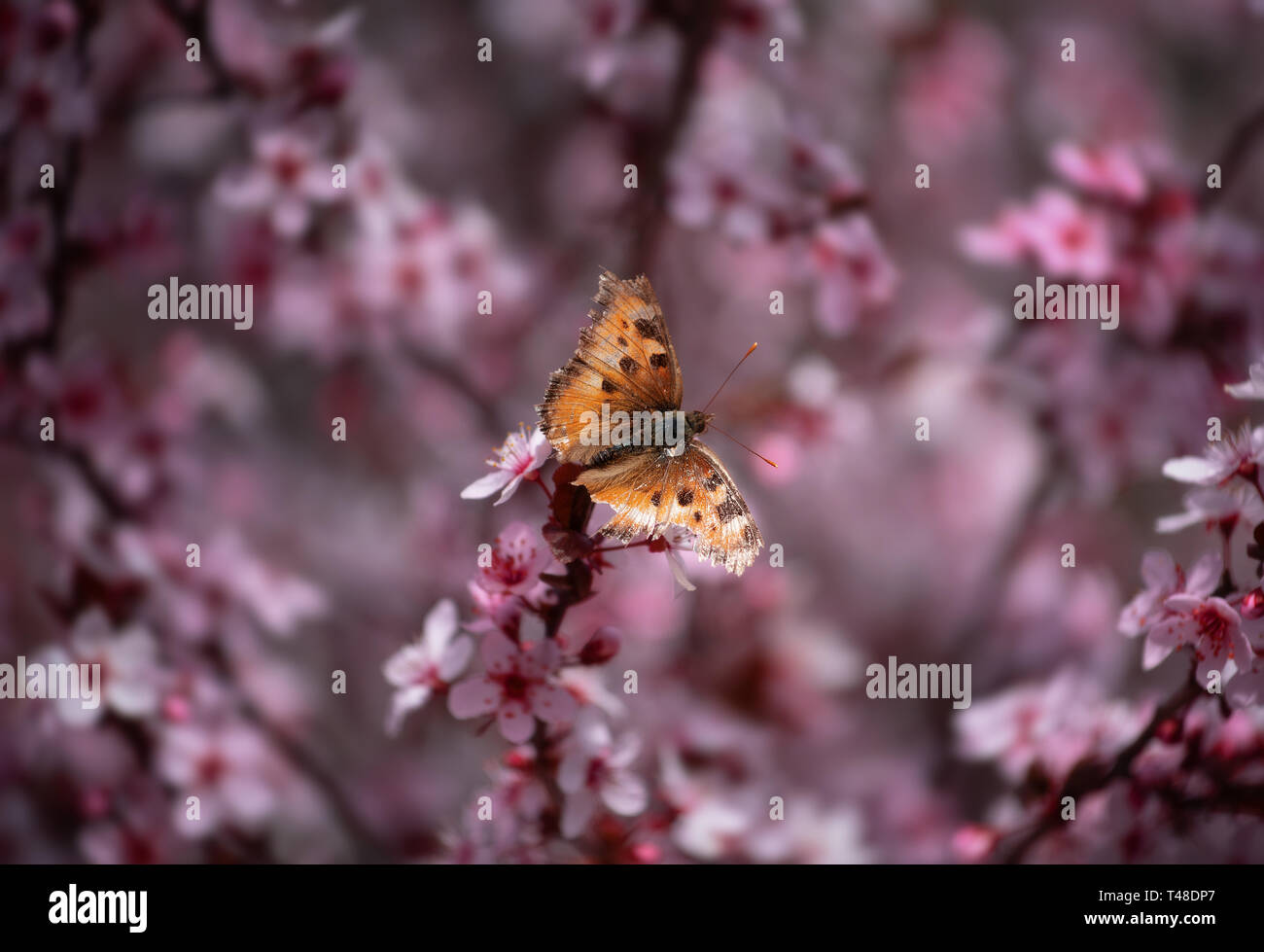 Ornamental Plum and Butterfly Stock Photo
