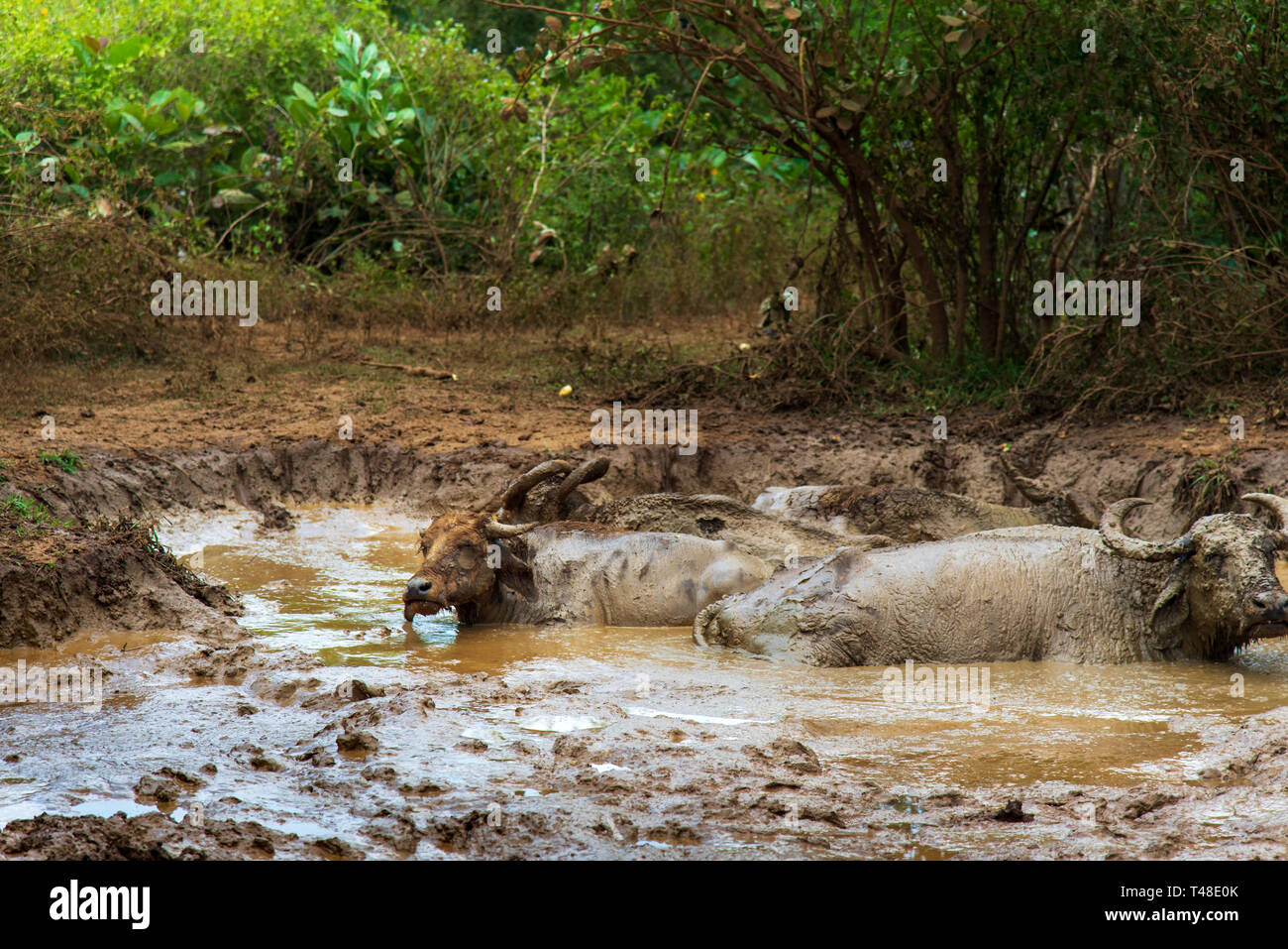 Buffalo cooling down in a mud pond Stock Photo