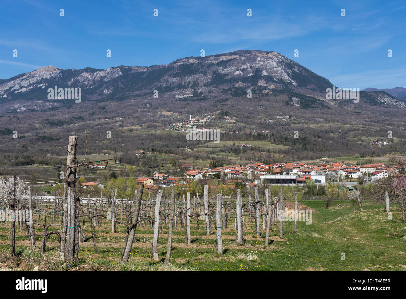 Vineyards at the Vipava Valley and Caven mountain in the background. View  from Vipavski Kriz, Slovenia Stock Photo - Alamy