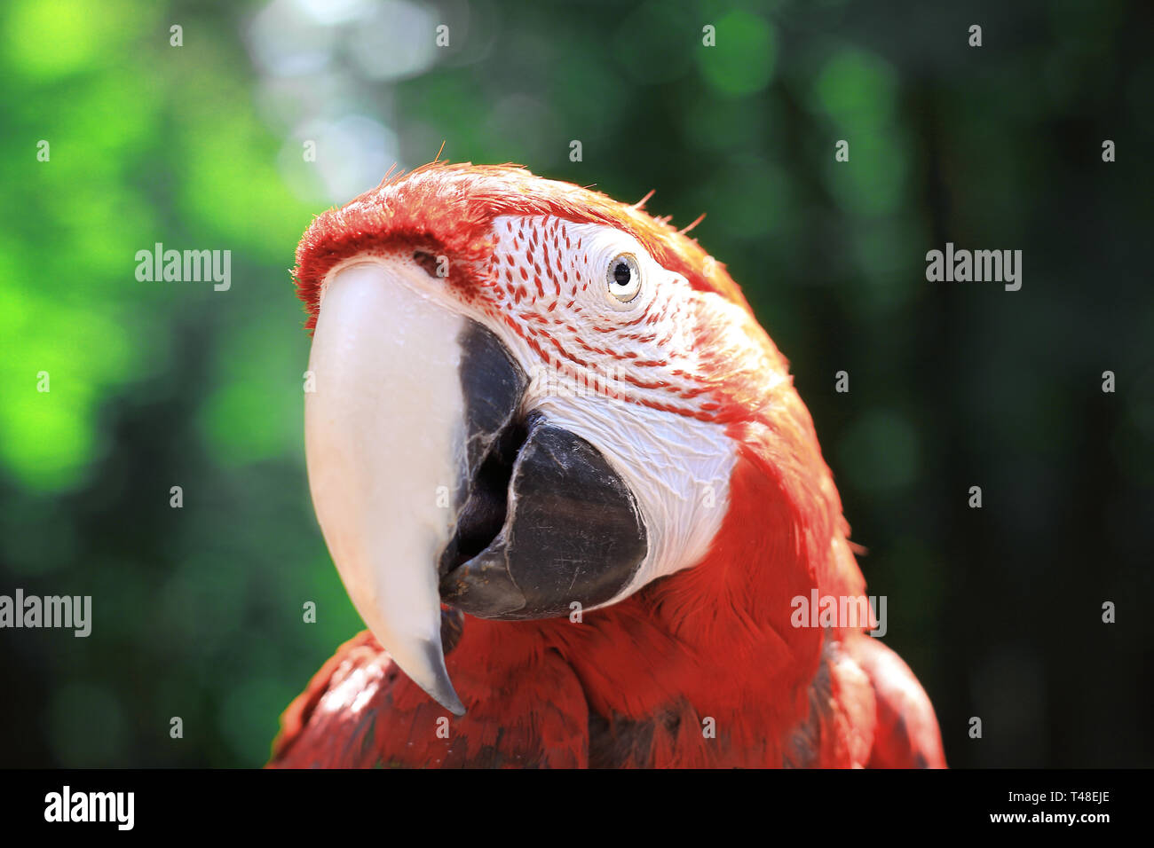 close up. head macaw parrot on blurred background. Stock Photo