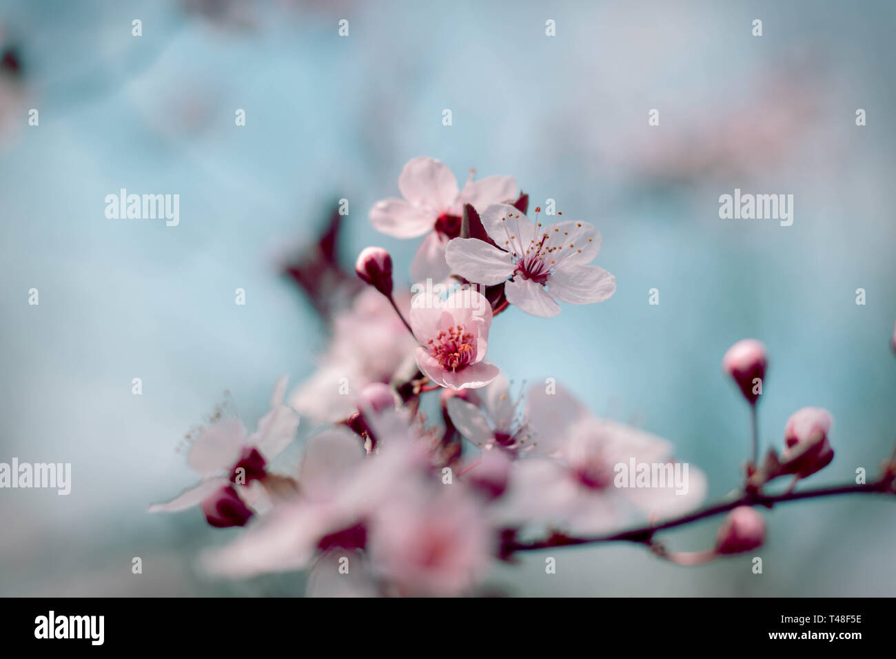 Japanese Cherry Blossom Stock Photo