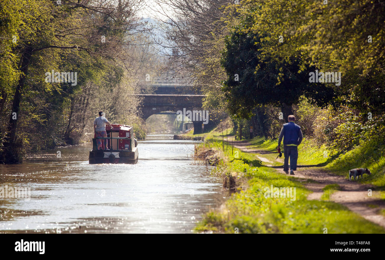 Narrow boat on the Macclesfield canal waterway at Buglawton congleton Cheshire England UK with man walking dog along the towpath Stock Photo