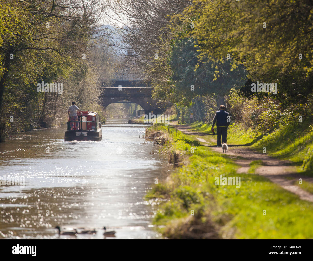 Narrow boat on the Macclesfield canal waterway at Buglawton congleton Cheshire England UK with man walking dog along the towpath Stock Photo