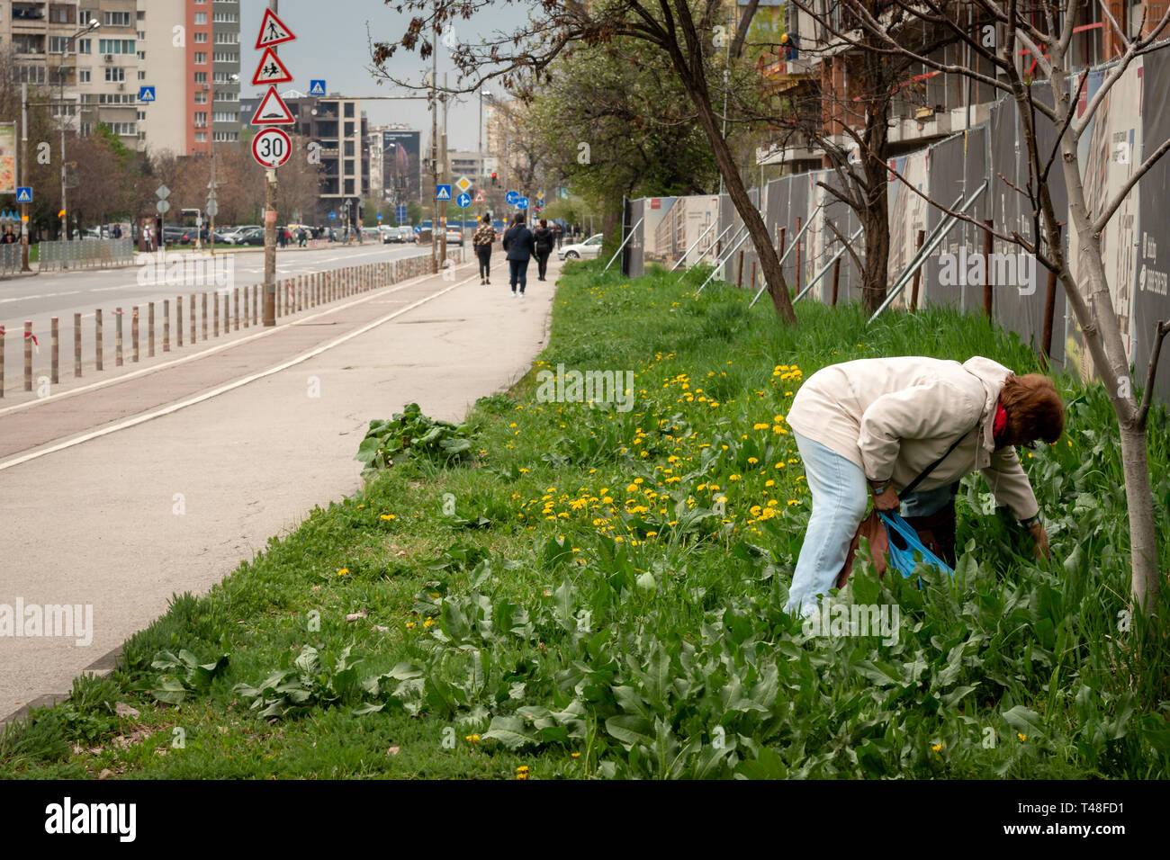 Old woman foraging for sorrel leaves wild edibles in urban environment along a street in Sofia, Bulgaria, Eastern Europe, Balkans, EU Stock Photo