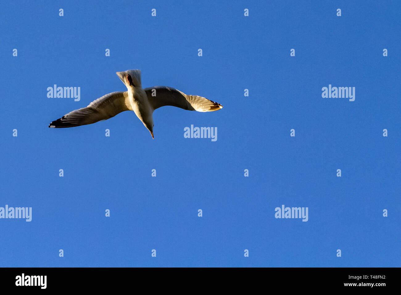 Flying Bye High Resolution Stock Photography and Images Alamy