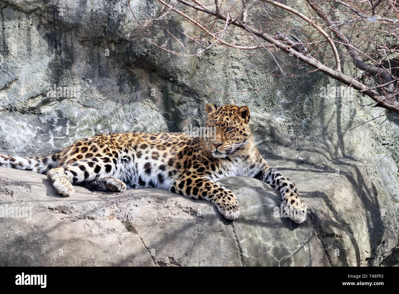 Amur Leopard High Resolution Stock Photography and Images - Alamy