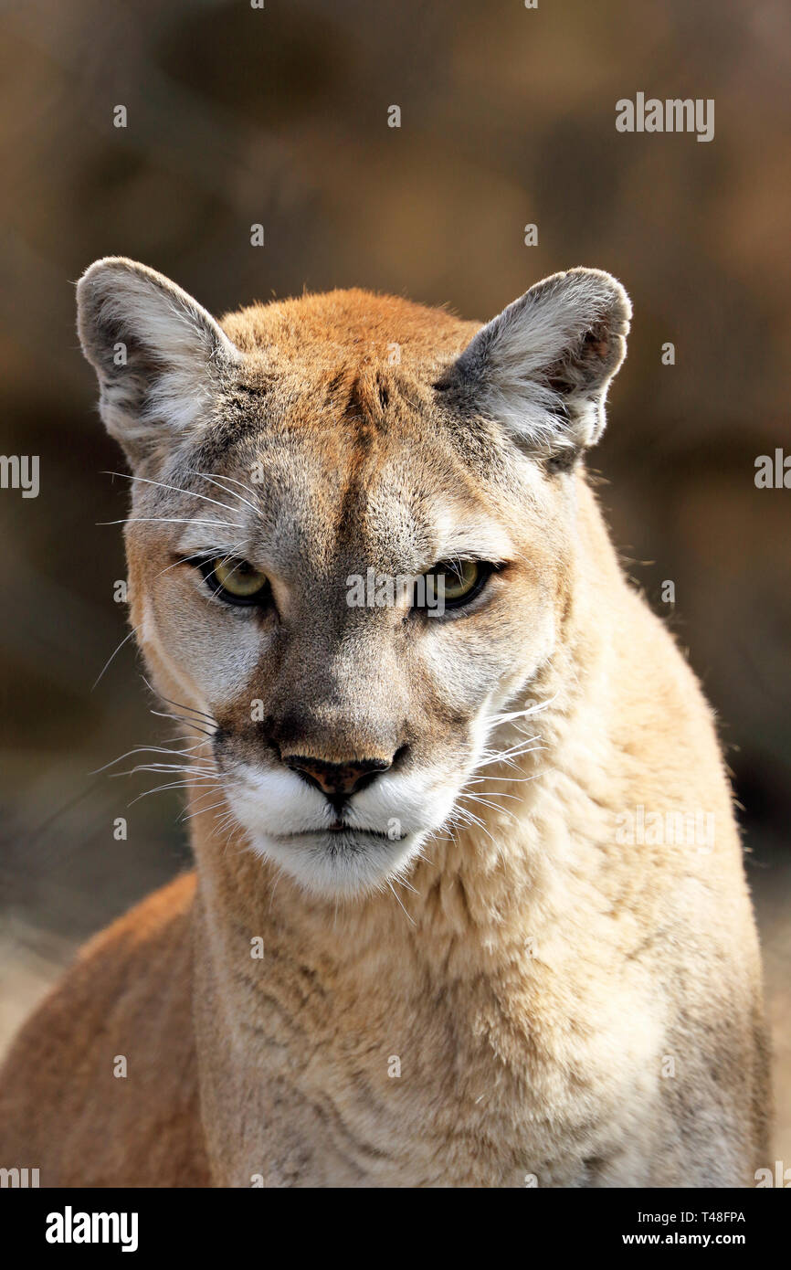 Portrait of a Cougar, Puma concolor, Turtle Back Zoo, West Orange, New Jersey, USA Stock Photo
