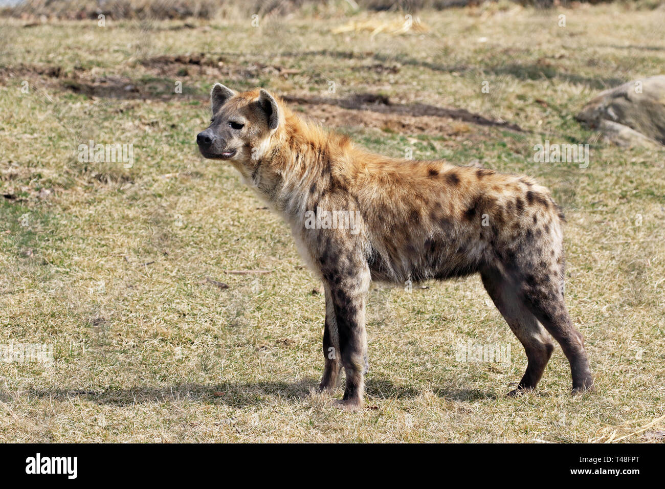 Spotted Hyena, Crocuta crocuta, Turtle Back Zoo, West Orange, New Jersey, USA Stock Photo