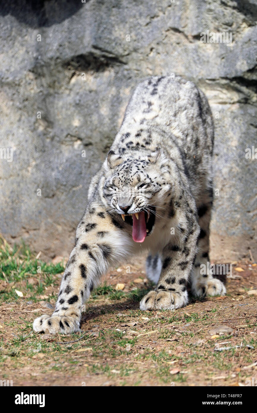 Snow Leopard, Panthera uncia, Turtle Back Zoo, West Orange, NJ, USA Stock Photo