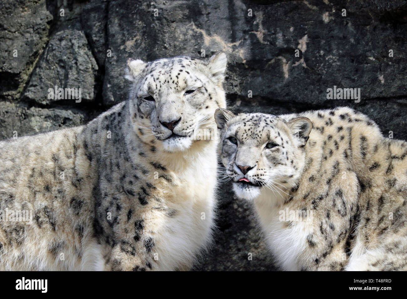 Snow Leopard, Panthera uncia, Turtle Back Zoo, West Orange, NJ, USA Stock Photo