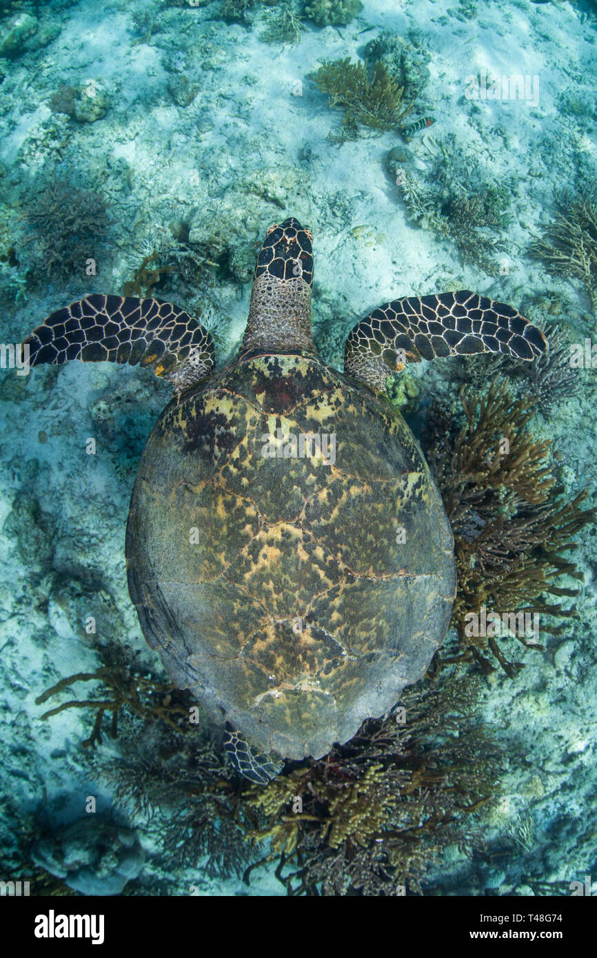A Hawksbill sea turtle swims over the seafloor in Komodo National Park. This reptile is a critically endangered species yet is still hunted for meat. Stock Photo
