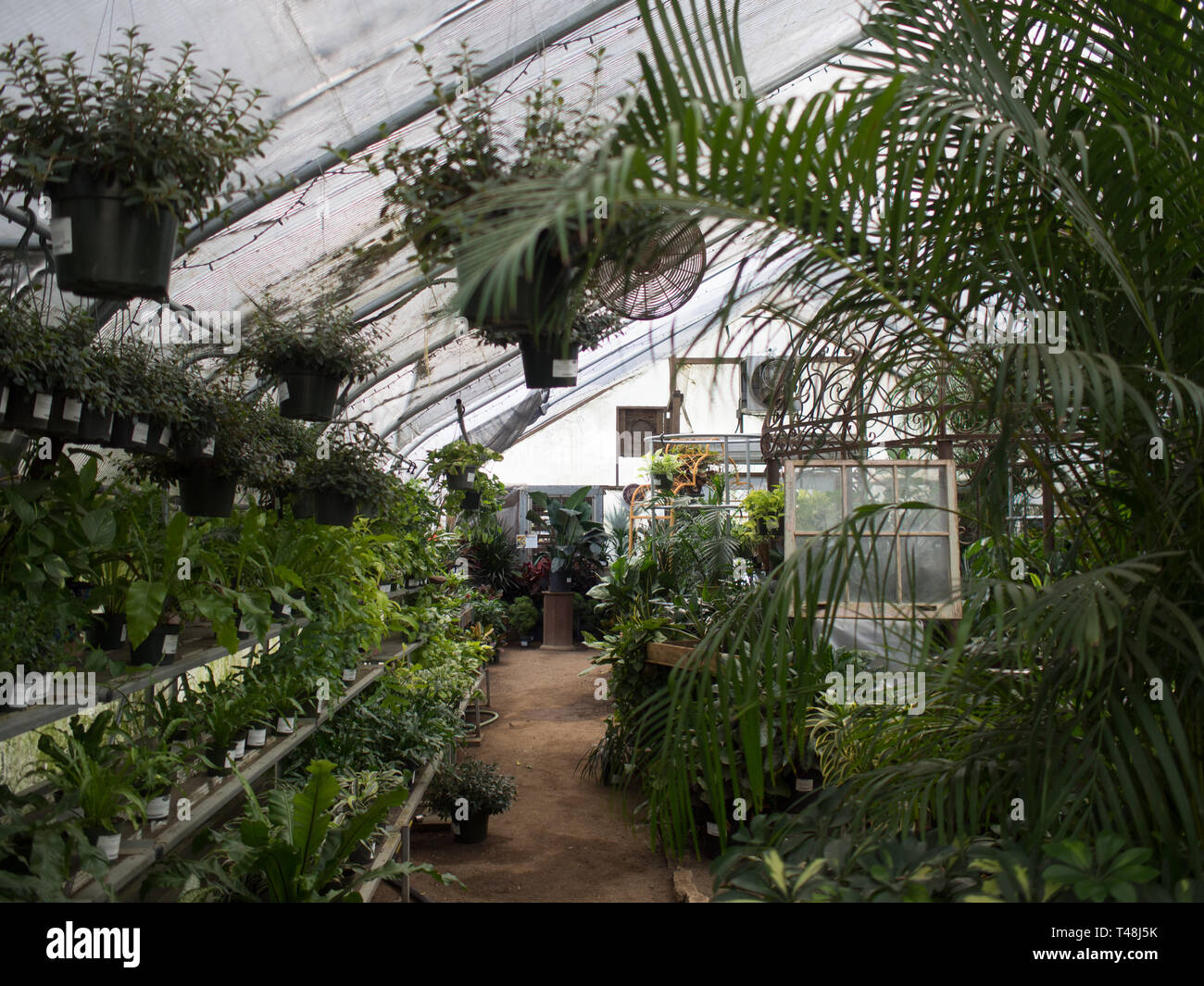 Tropical greenhouse at The Great Outdoors nursery in Austin, Texas Stock Photo