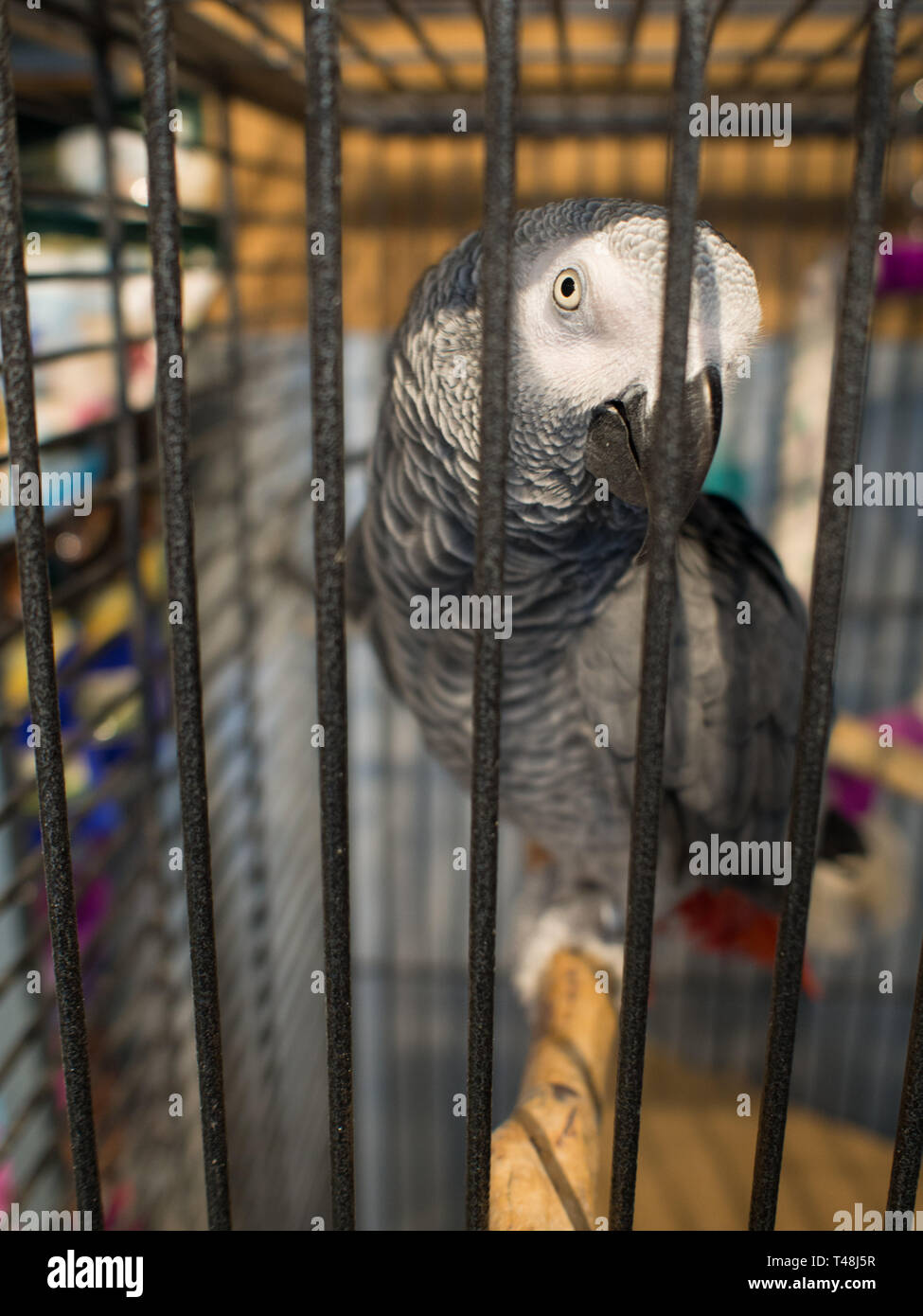 African Grey parrot giving a mischievous look from inside a cage Stock Photo