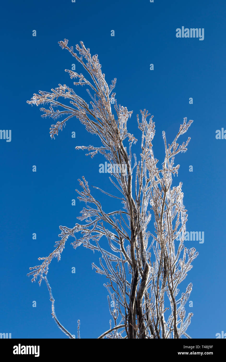 Montreal frozen rain hi-res stock photography and images - Alamy