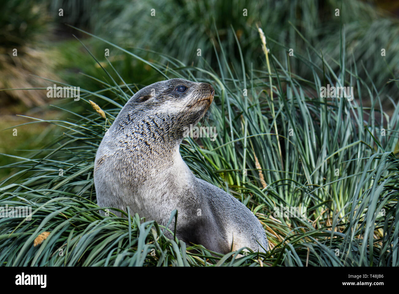 Female fur seal sitting and watching on a mound of native Tussac Grass in Jason Harbor, South Georgia Stock Photo