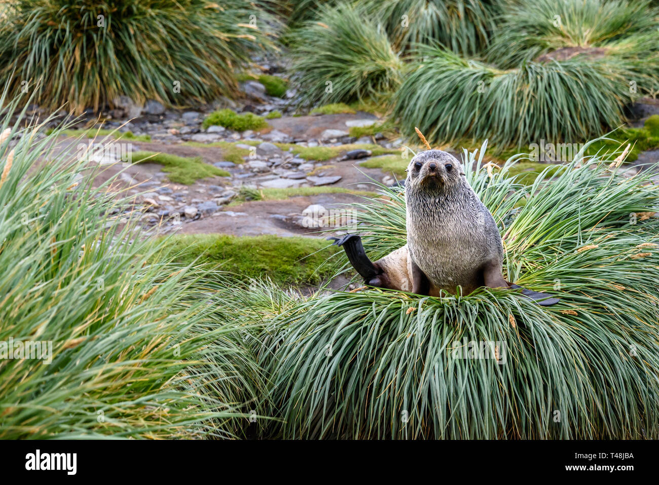 Female Fur Seal Sitting And Watching On A Mound Of Native Tussac Grass In Royal Bay South Georgia Stock Photo Alamy