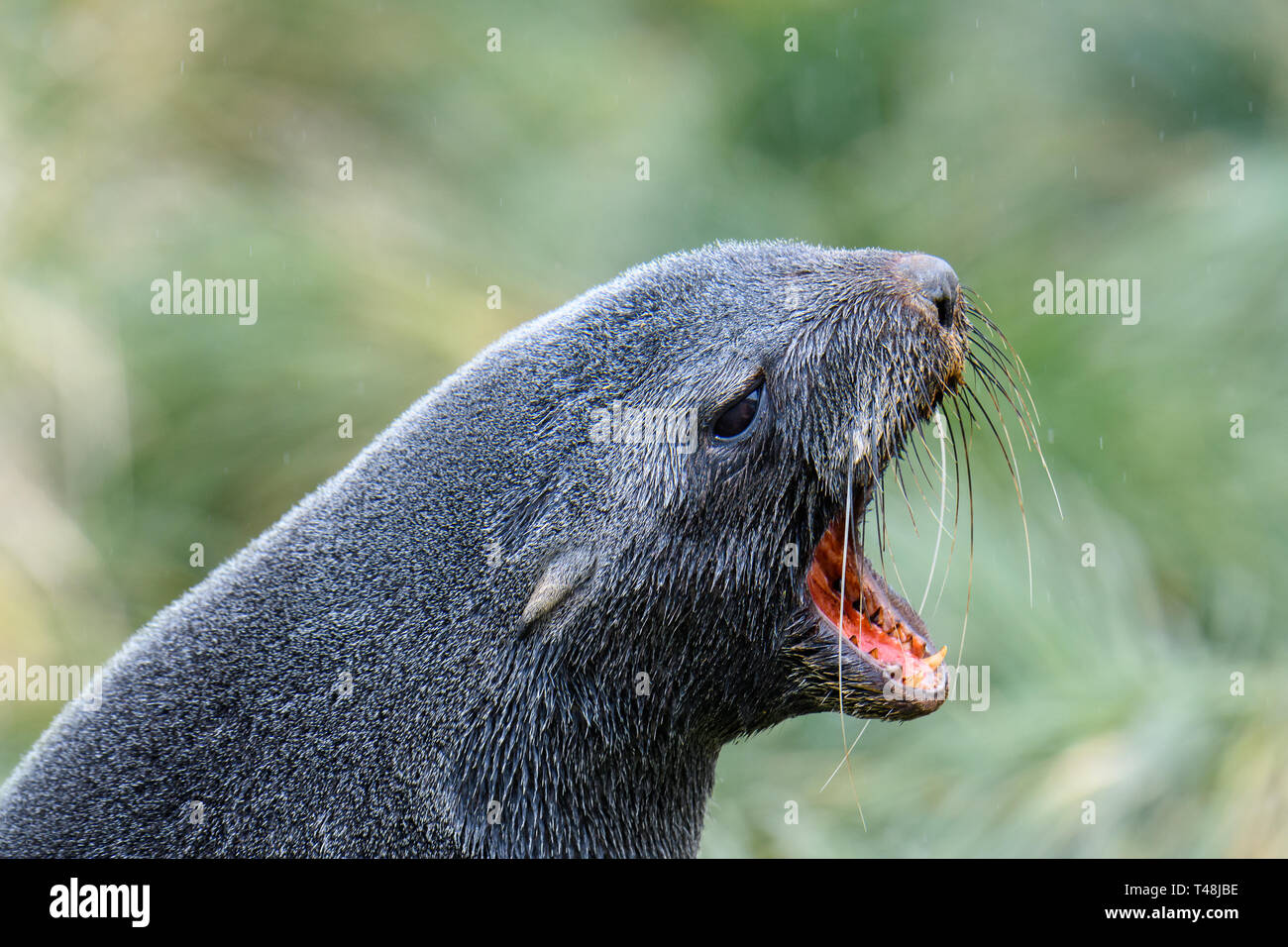 Portrait of female fur seal yawning, against a green background, Jason Harbor, South Georgia Stock Photo