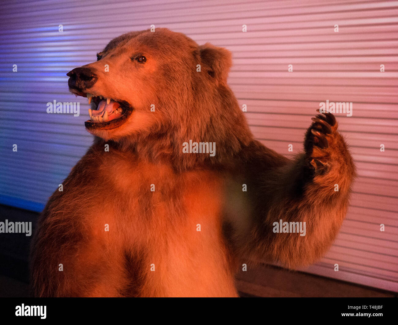 Taxidermy Grizzly Bear Stock Photo