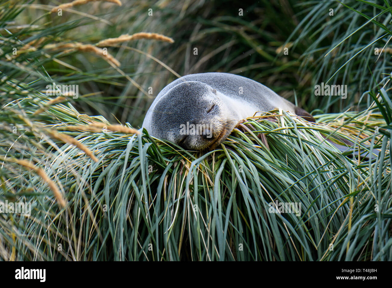 Female fur seal napping on a mound of native Tussac Grass in Jason Harbor, South Georgia Stock Photo