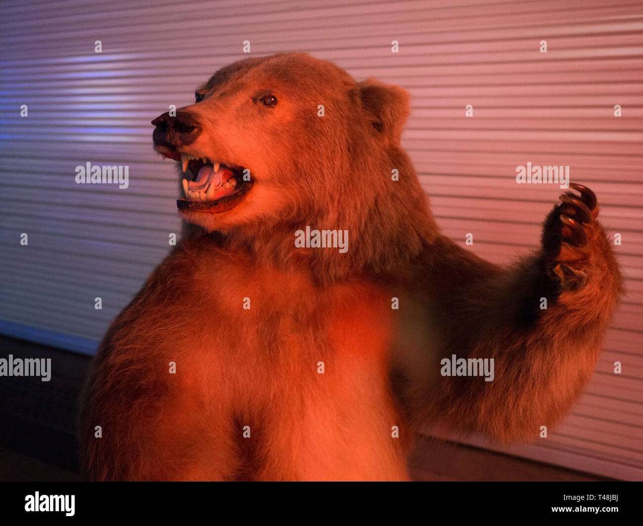 Taxidermy Grizzly Bear Stock Photo