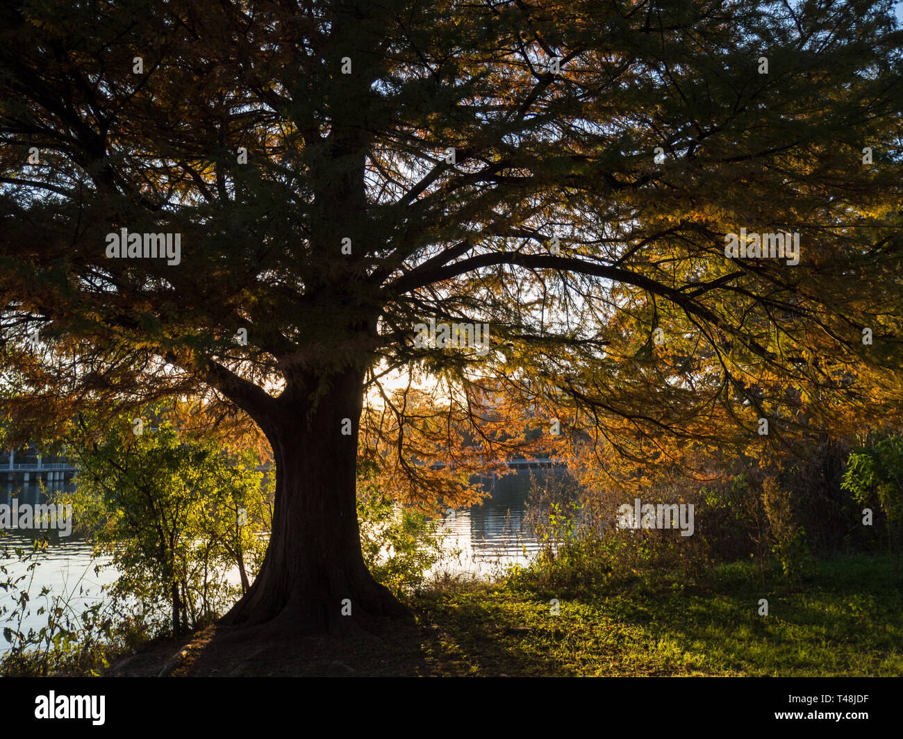 Fall colors in Austin, Texas Stock Photo Alamy