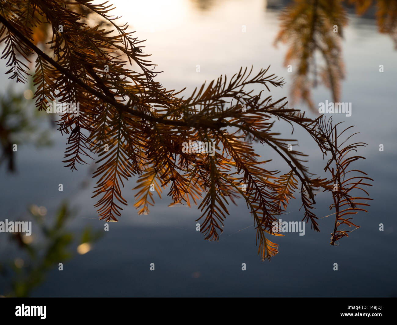 Fall colors in Austin, Texas Stock Photo Alamy