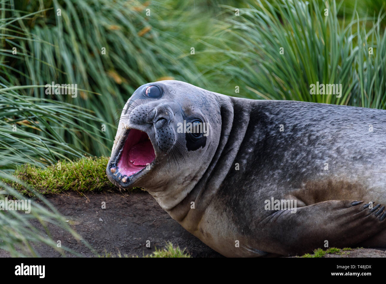 Female Elephant Seal laying the mud and native Tussac Grass in Royal Bay, South Georgia, big eyes and big yawn Stock Photo