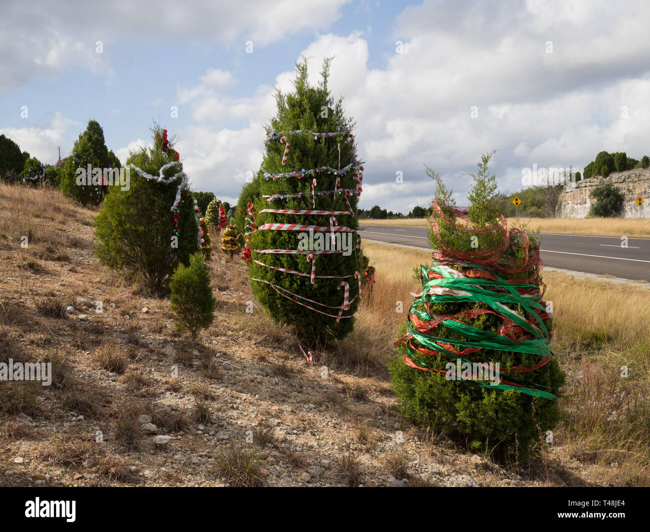 Juniper trees decorated for Christmas on the 360 Highway in Austin, Texas Stock Photo