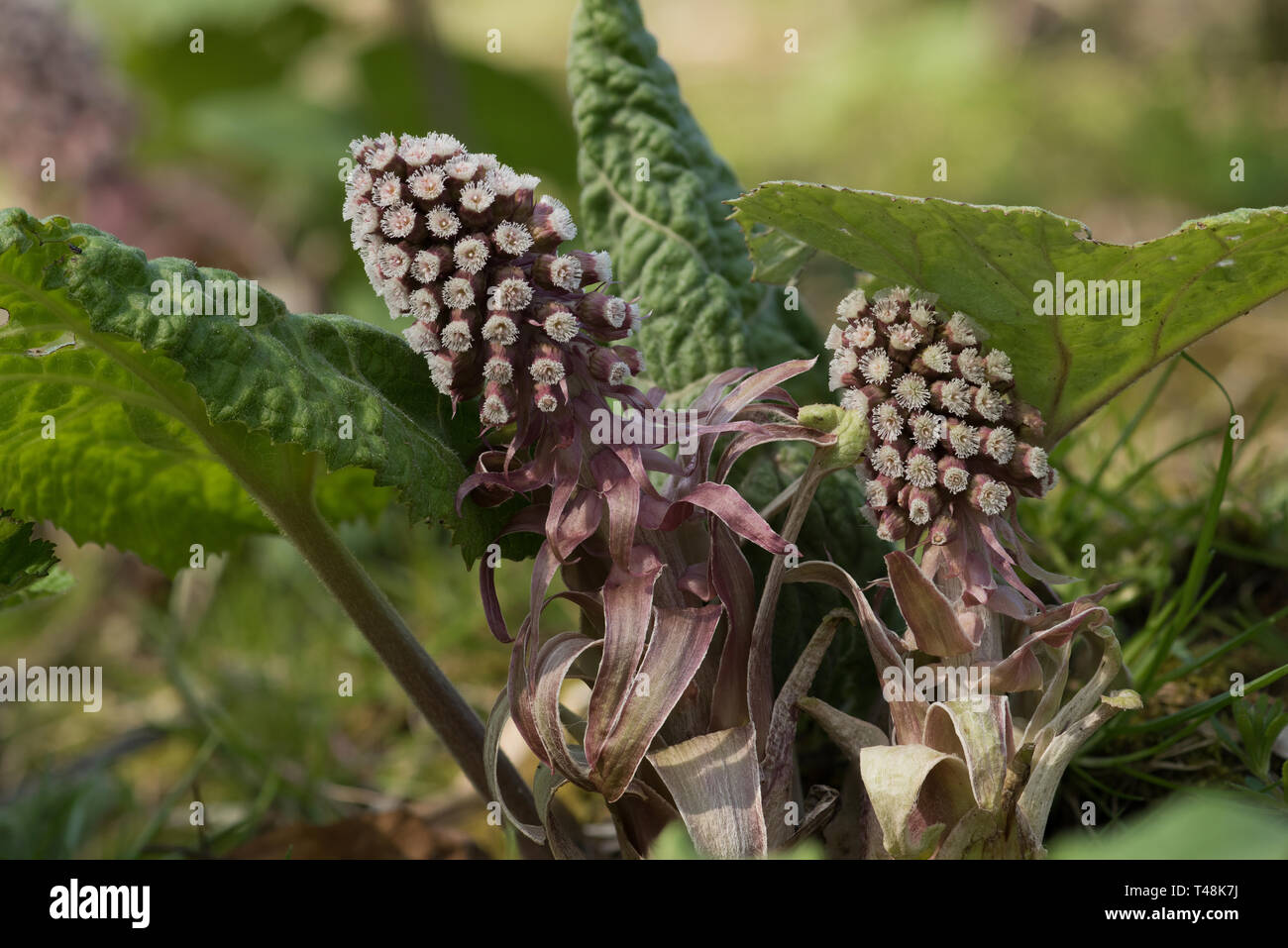 Female flowerhead of butterbur Petasites hybridus, Peak District ...
