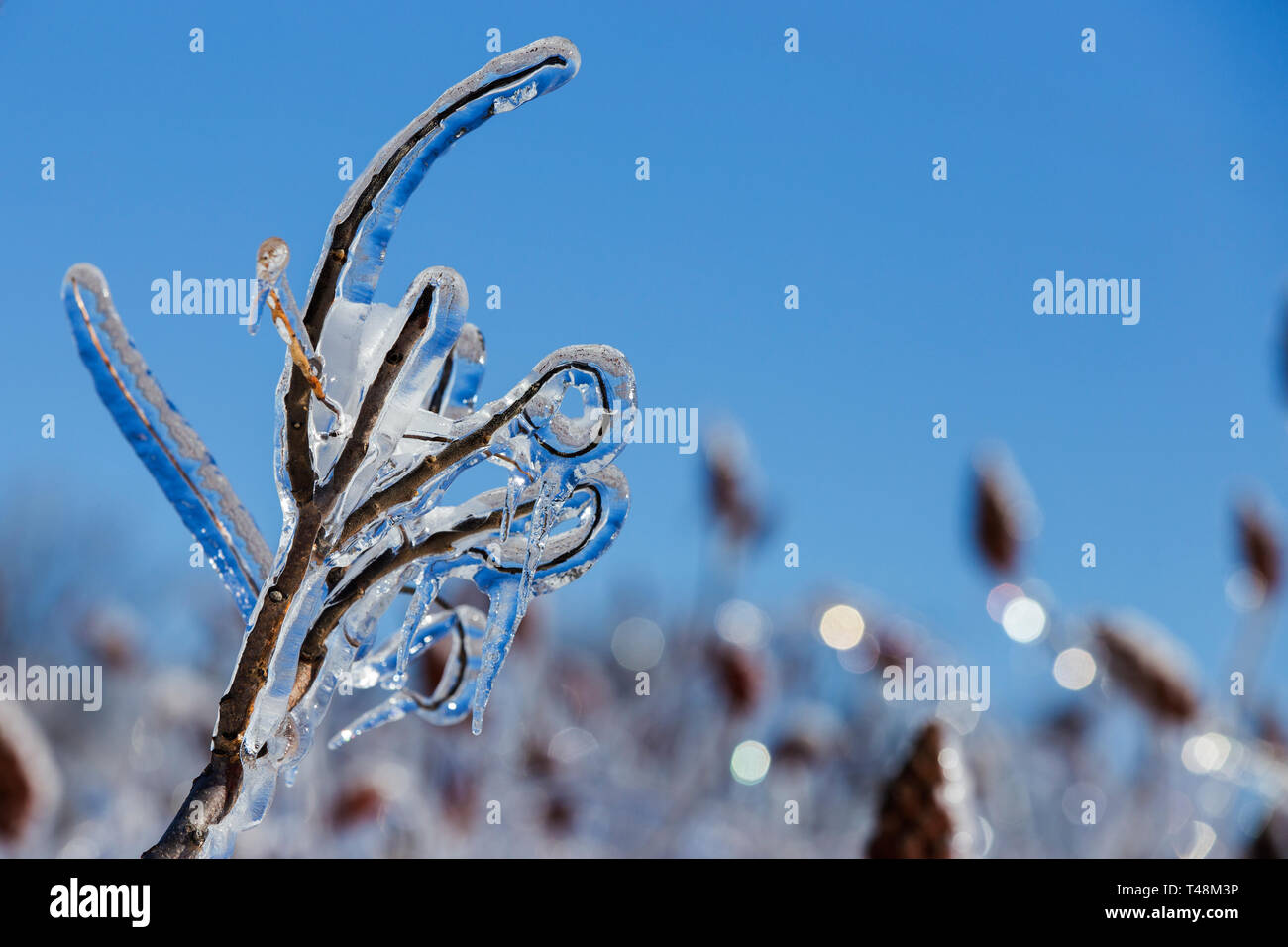 Rain trees hi-res stock photography and images - Alamy