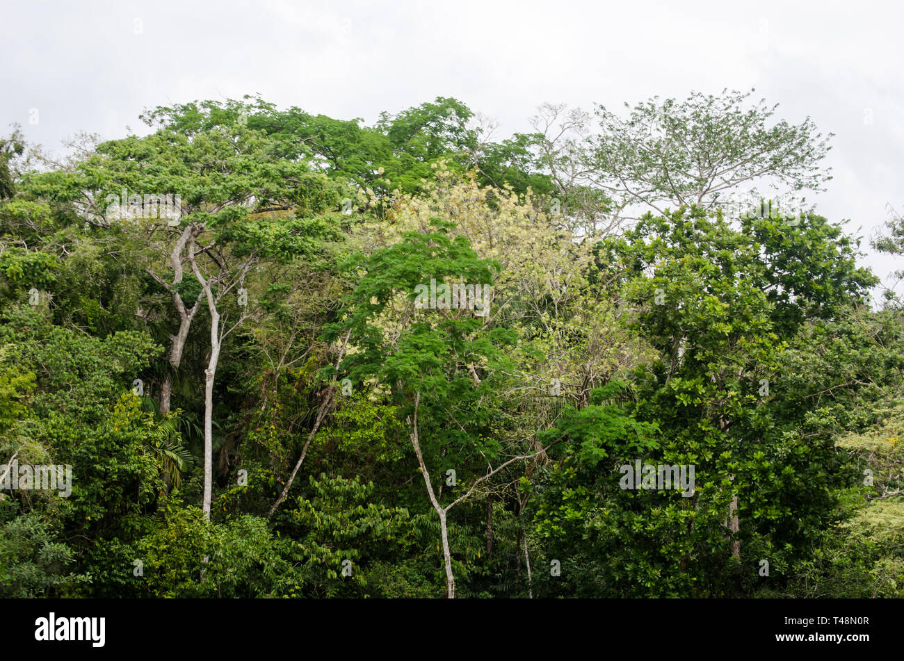 Tropical trees along the Panama Canal Stock Photo