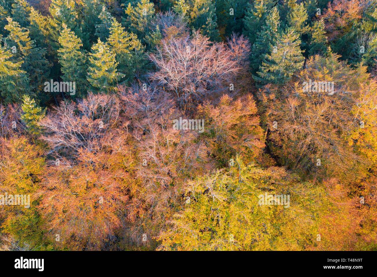 Autumn mixed forest, drone recording, Upper Bavaria, Bavaria, Germany Stock Photo