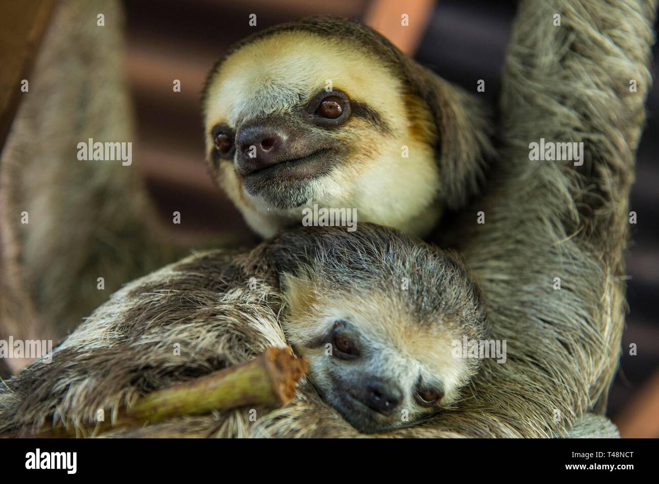 pale-throated-sloth-hi-res-stock-photography-and-images-alamy