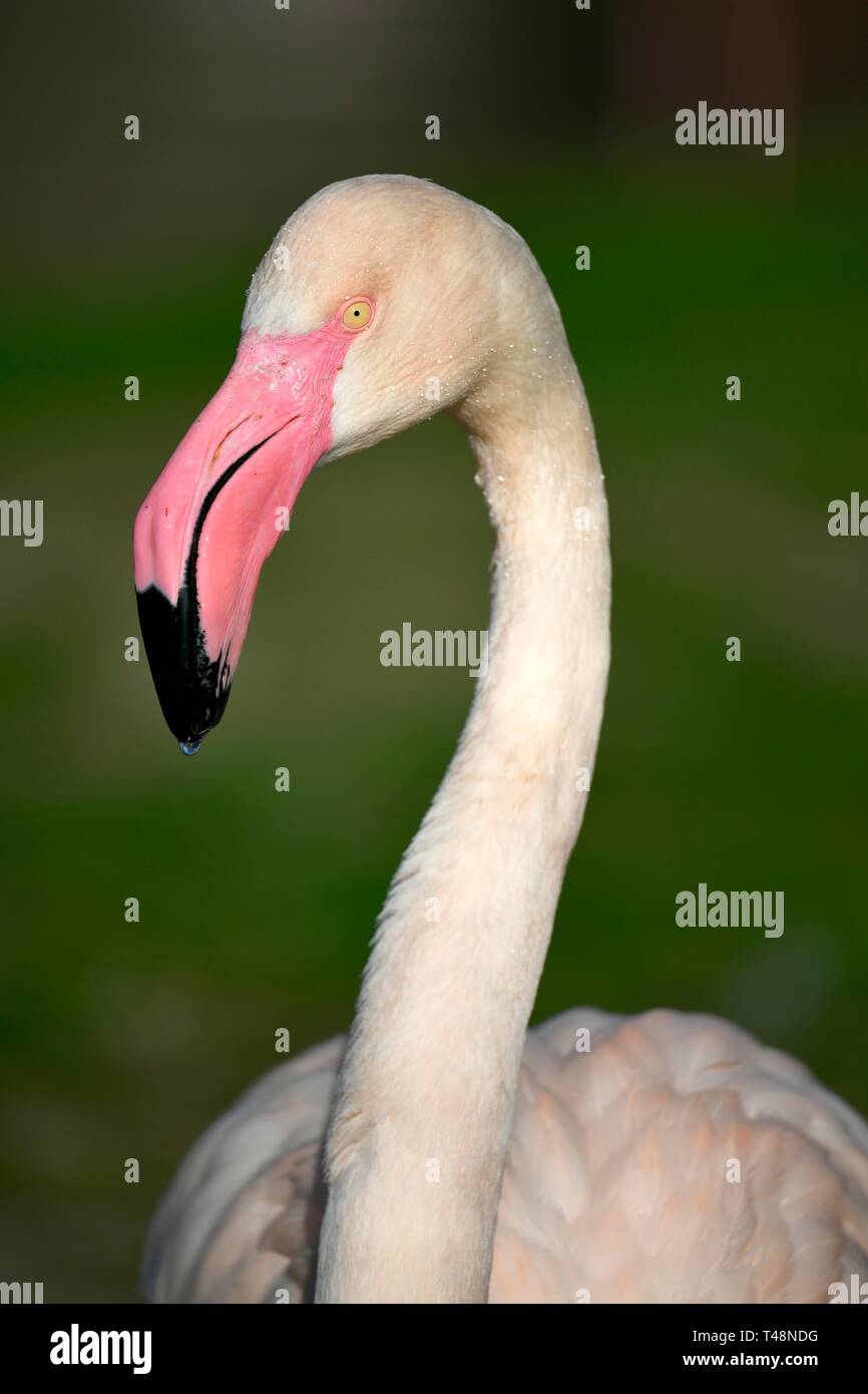 Greater flamingo (Phoenicopterus ruber roseus), animal potrait, captive, Germany Stock Photo
