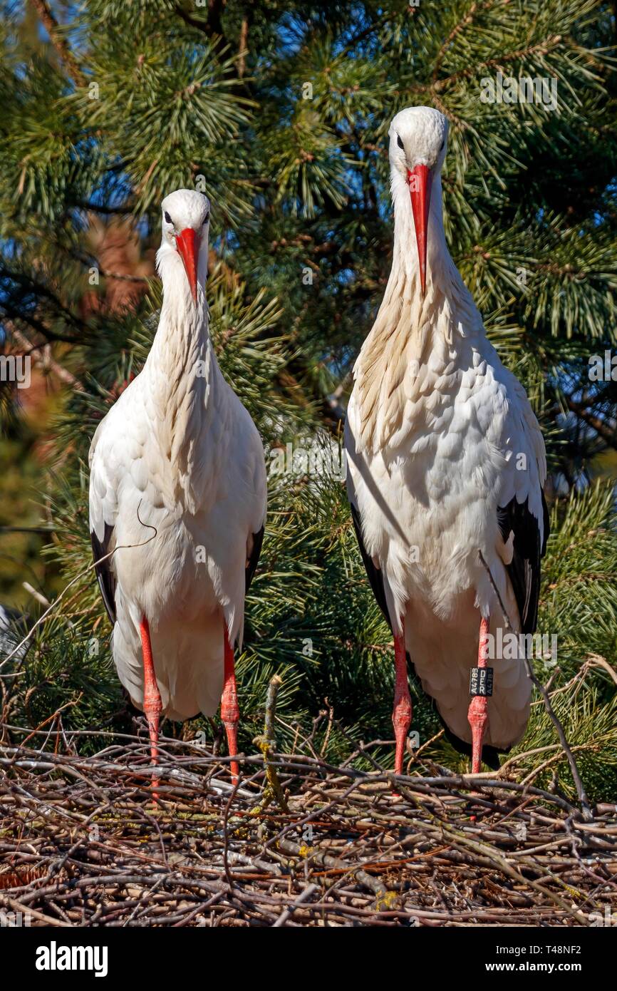 Two White storks (Ciconia ciconia), pair standing side by side in their nest, Germany Stock Photo