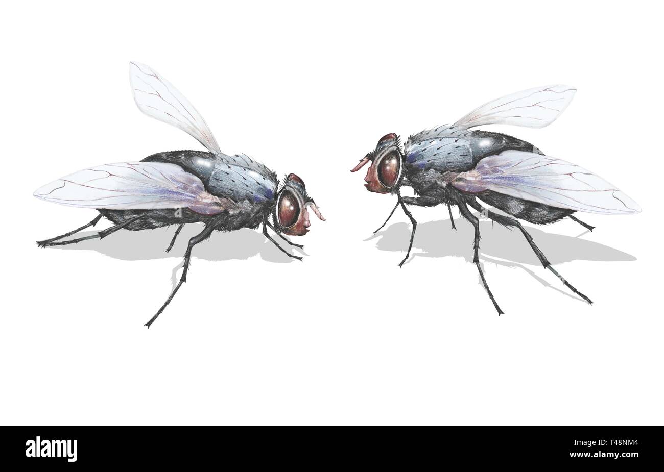 House fly (Musca domestica), two animals, clipping, background white, Germany Stock Photo