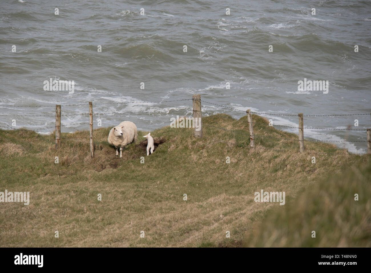 Sheep in a field by the ocean in Northern Ireland Stock Photo