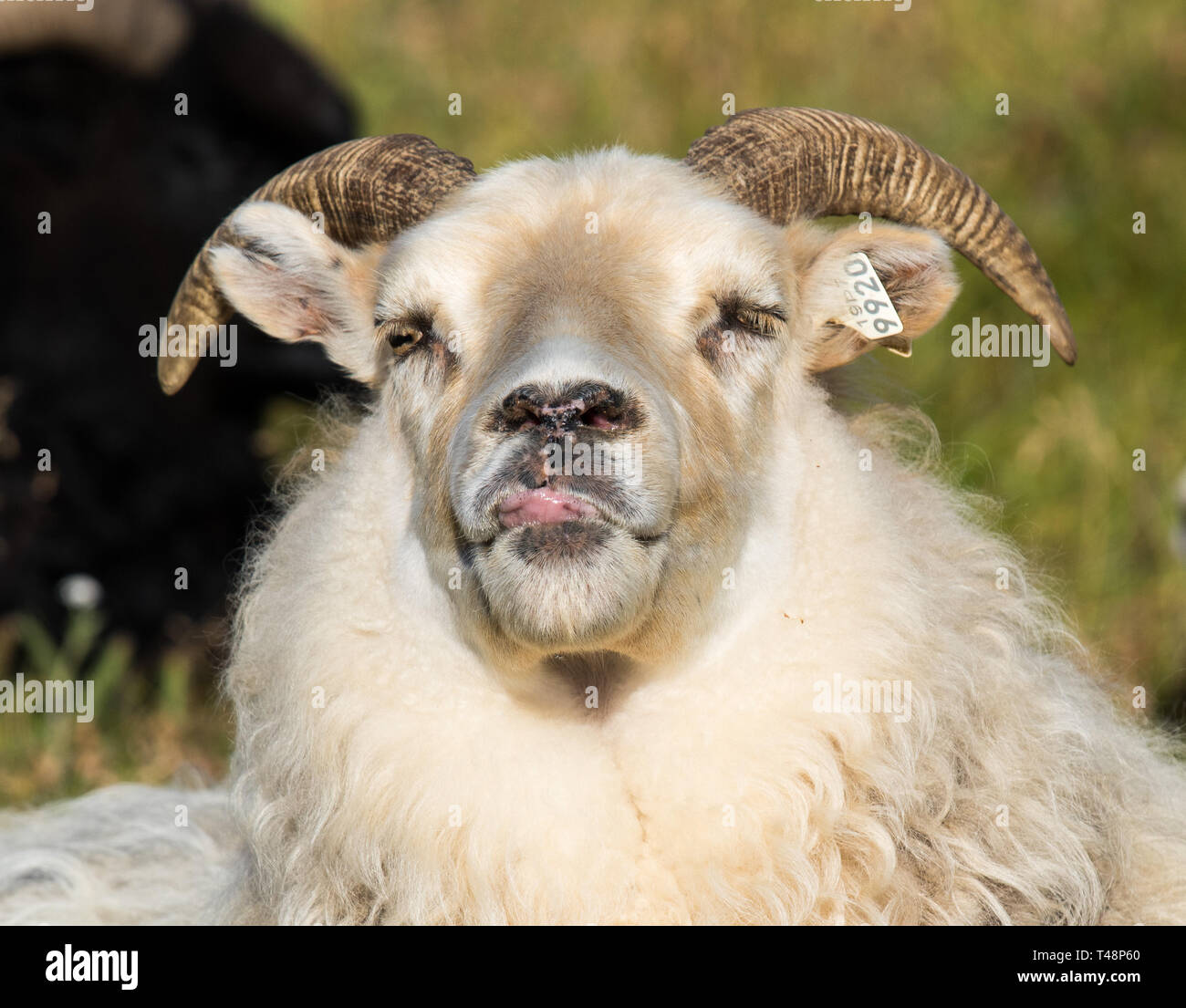 Cute big white ram sheep puts out its tongue and teases. Iceland Stock  Photo - Alamy