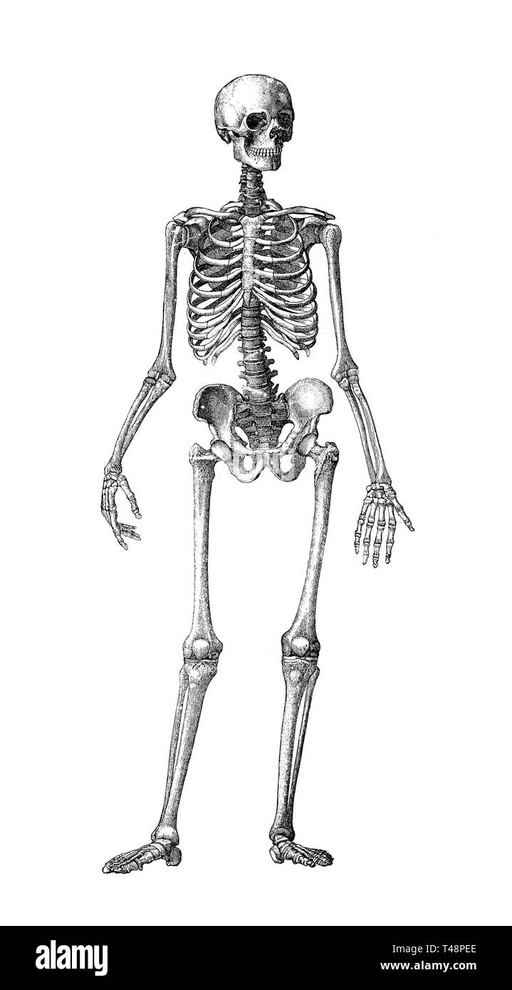 Human skeleton, seen from the front, 1889, historical woodcut, France Stock Photo