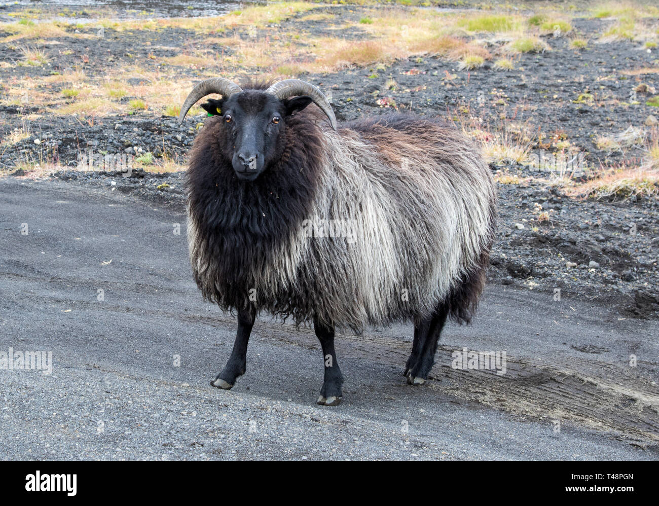 Cute big black ram sheep standing in the road and looking with interest  Stock Photo - Alamy