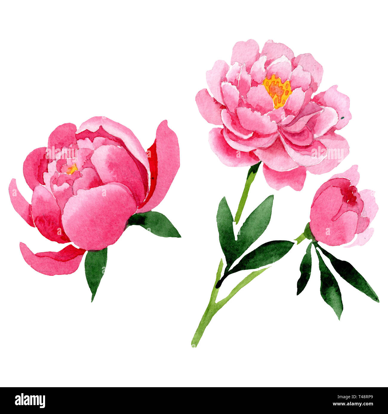 Pink peony floral botanical flowers. Watercolor background illustration ...