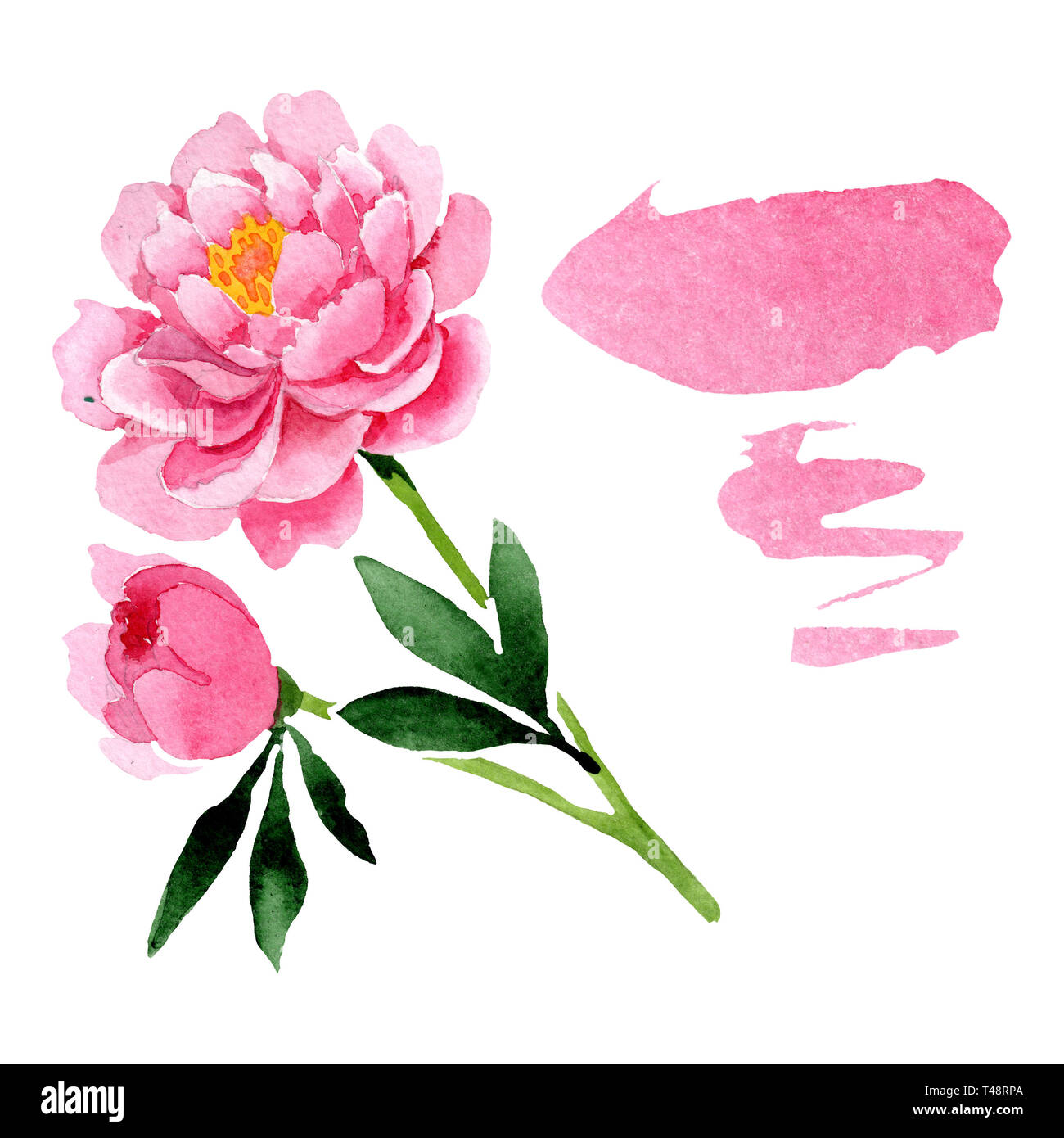 Pink peony floral botanical flowers. Watercolor background illustration ...