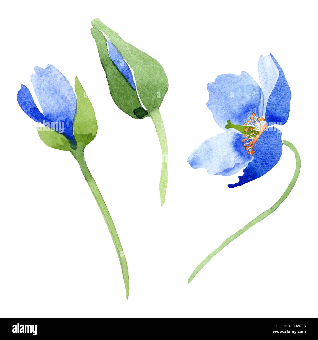 Blue poppy floral botanical flowers. Watercolor background illustration ...